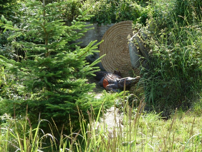 Photos prises pendant le tir à l'oiseau le 19 juin 2011